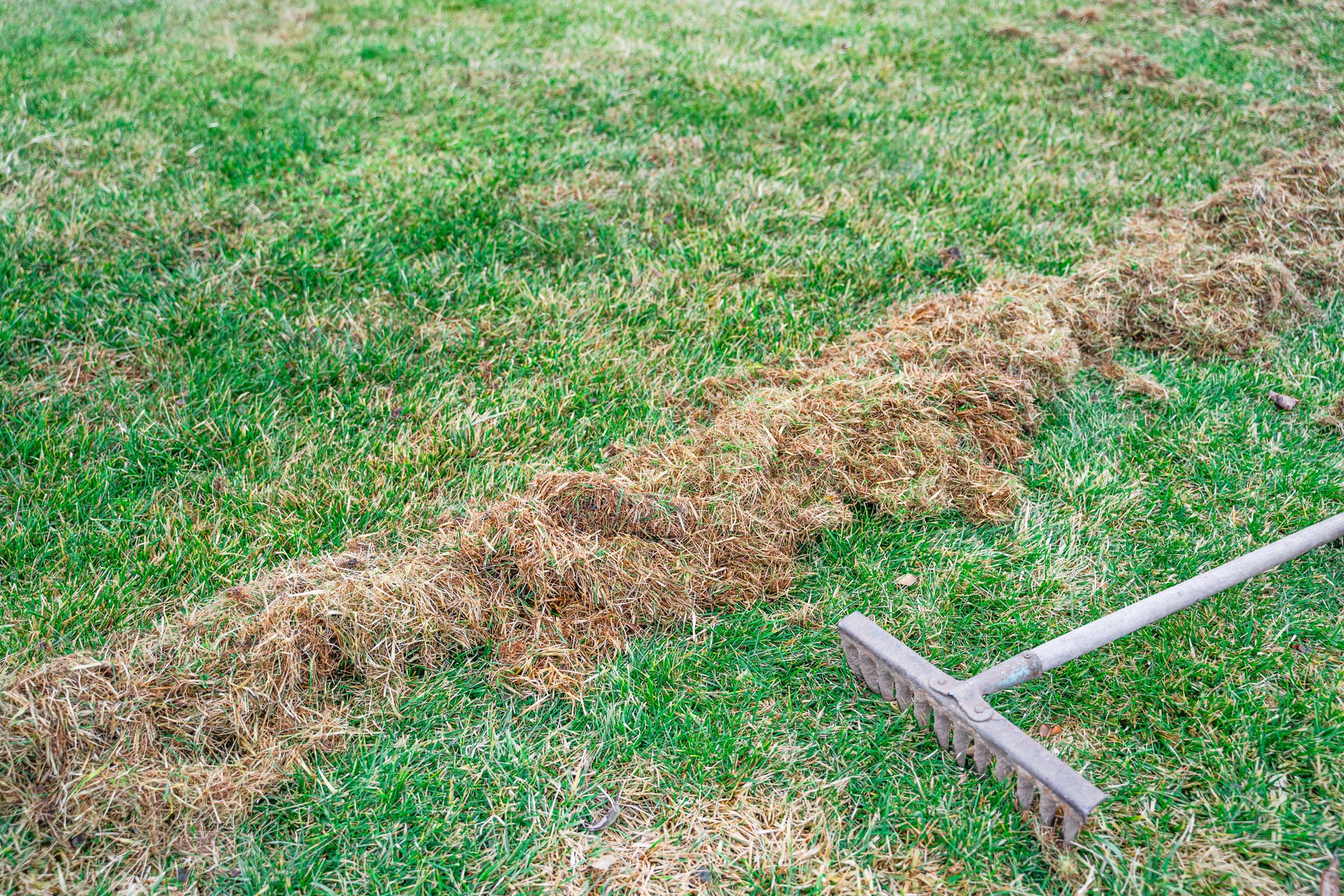 Lawn preparation season after winter. Cleaning the grass from dry grass with a rake. Lawn care